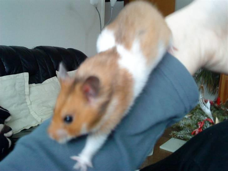 Hamster R.I.P-TULLE-MINEGEN<3<3 [HIMMELHAMSTER] billede 18