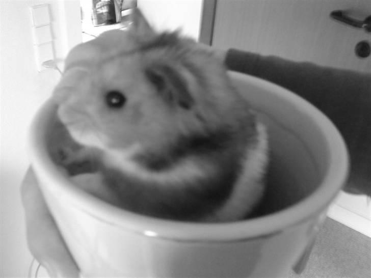 Hamster R.I.P-TULLE-MINEGEN<3<3 [HIMMELHAMSTER] billede 19