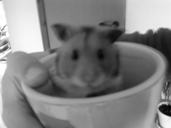 Hamster R.I.P-TULLE-MINEGEN<3<3 [HIMMELHAMSTER] billede 20