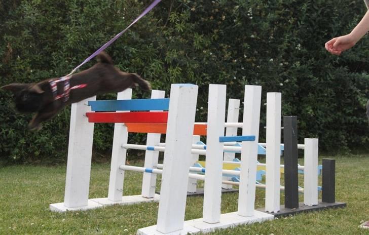 Kanin Milkas Ch. Koma Karma Kosmos - Spring :D billede 13