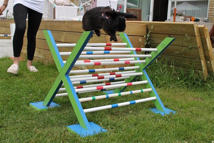 Kanin Milkas Ch. Koma Karma Kosmos - Xet hjemme hos mig i sommers billede 14