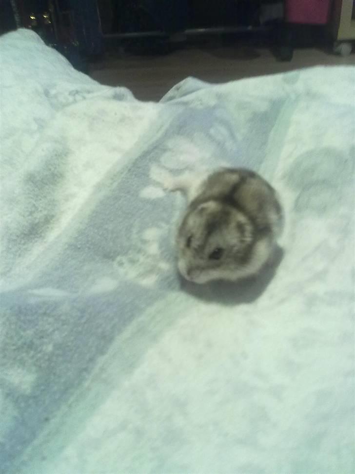 Dværghamster Pivsen - Hun er Livlig, og derfor er det svært at tage billeder(: billede 1