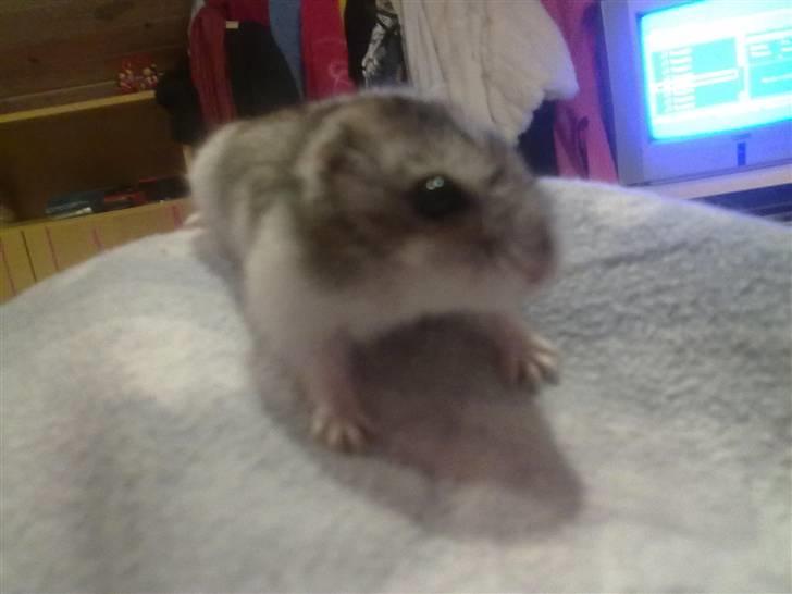 Dværghamster Pivsen - Pivsen kigger.. billede 2