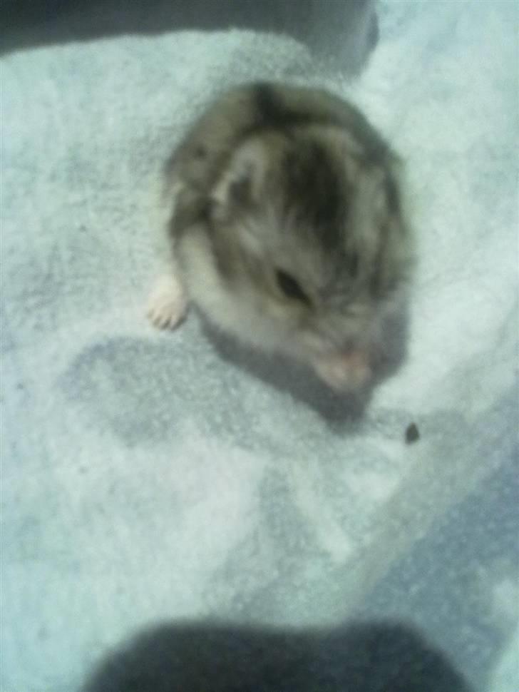 Dværghamster Pivsen - Pivsen sidder og vasker sig billede 3