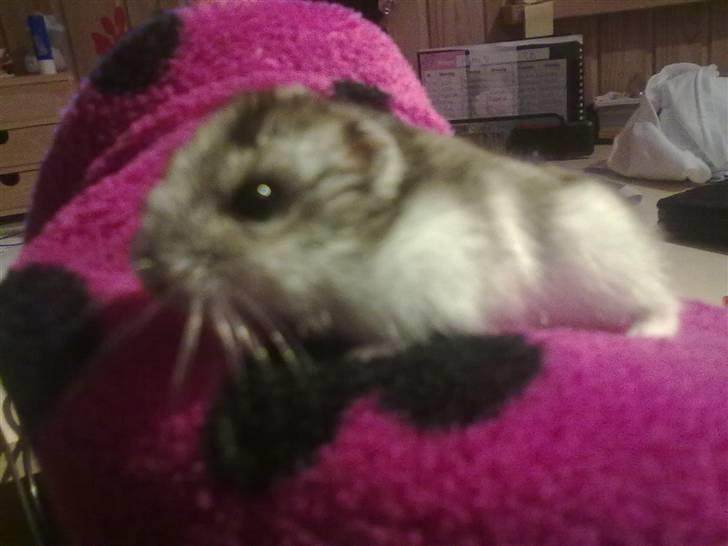 Dværghamster Pivsen - ....... billede 4