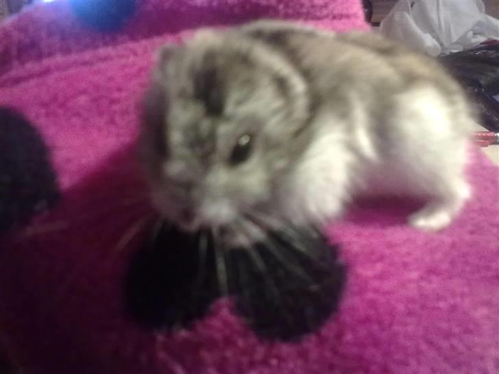 Dværghamster Pivsen - Hun kigger bare imens jeg prøver at gøre hende stille så jeg kan tage et billede billede 5