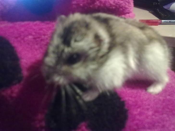 Dværghamster Pivsen - Hun går og går. billede 6