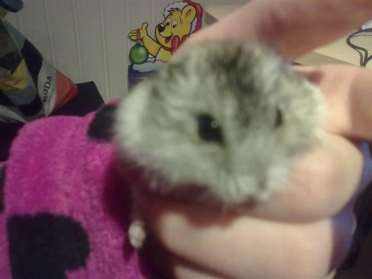 Dværghamster Pivsen - jeg holder pivsen. billede 7