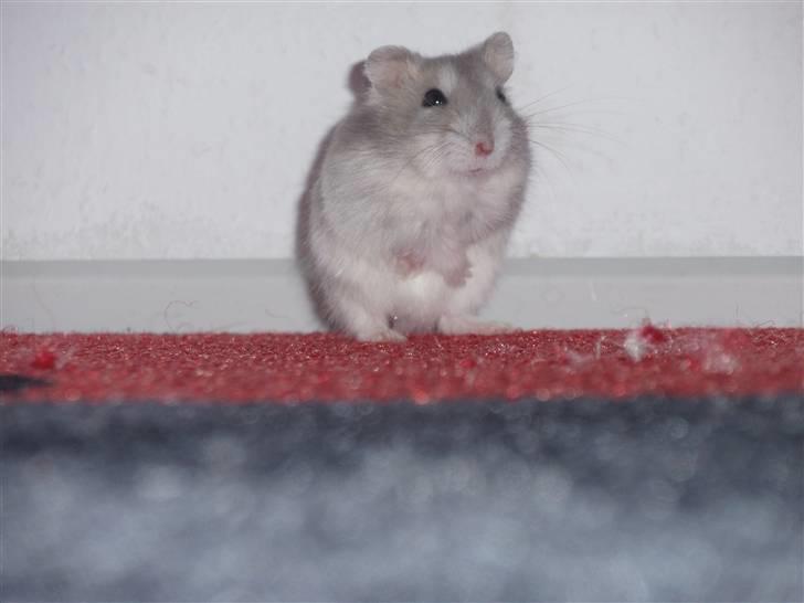 Dværghamster Misty billede 1
