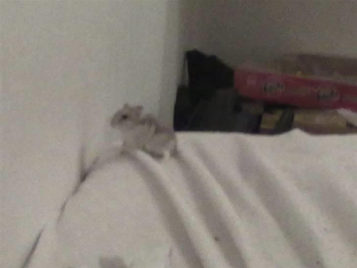 Dværghamster Misty - Taget med mobil! billede 2