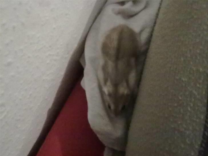 Dværghamster Misty - Taget med mobil! billede 3