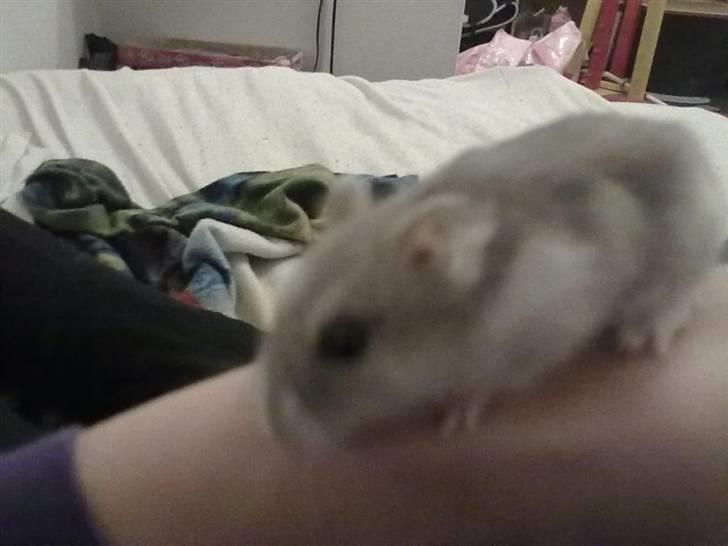 Dværghamster Misty - Taget med mobil! billede 4