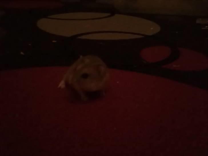 Dværghamster Misty - Taget med mobil! billede 5