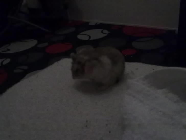 Dværghamster Misty - Taget med mobil! billede 6