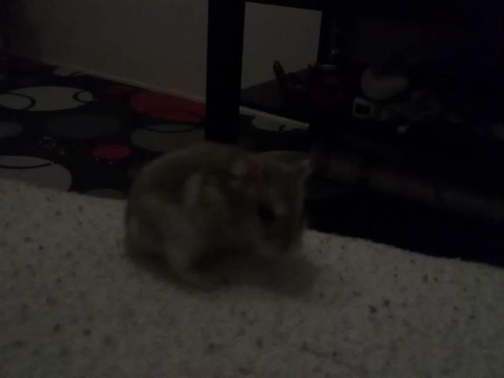 Dværghamster Misty - Taget med mobil! billede 7