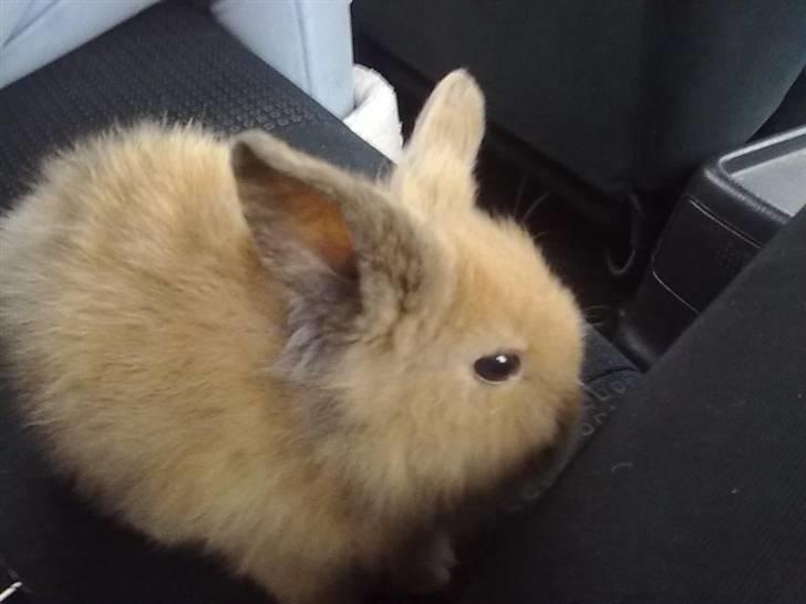 Kanin Malou billede 5