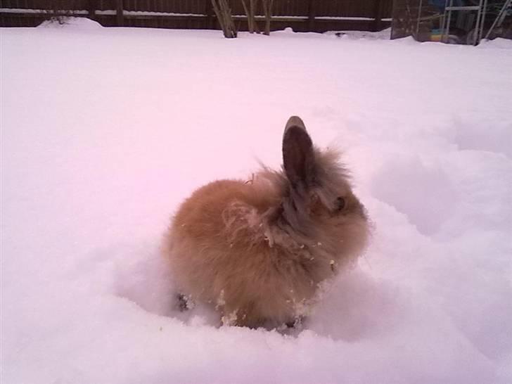 Kanin Malou billede 6