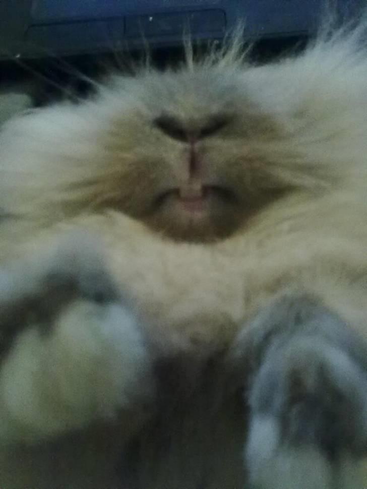 Kanin Malou billede 7