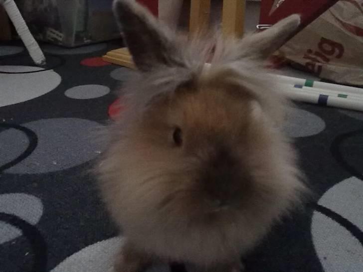 Kanin Malou billede 8