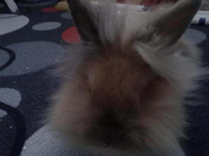 Kanin Malou billede 9