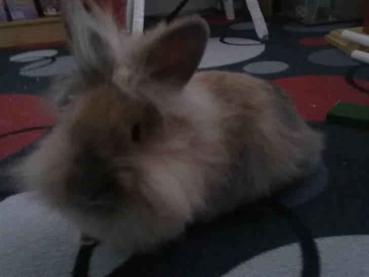 Kanin Malou billede 10