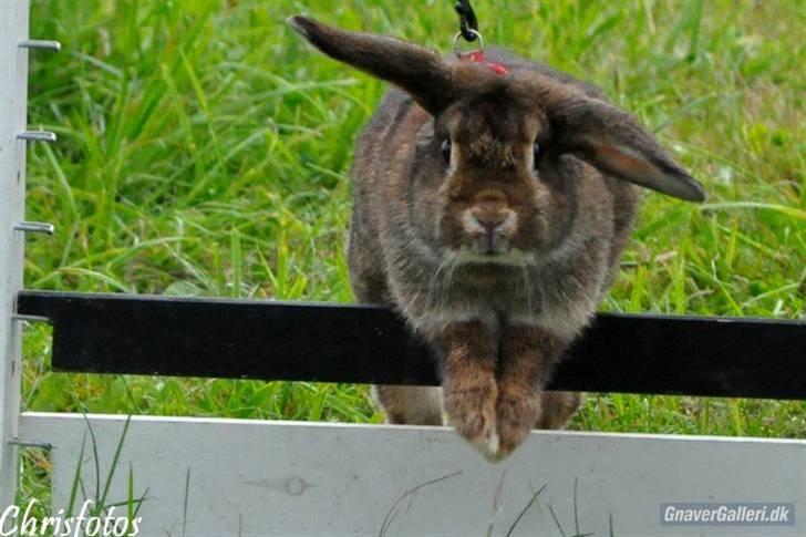 Kanin Mille<3 - Hop, Hop Rammer næsten<3 billede 6