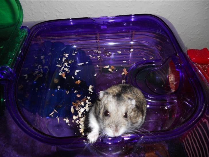 Dværghamster Striber<3 † R.I.P. † - Uhh, hvem er det?? <3 billede 2