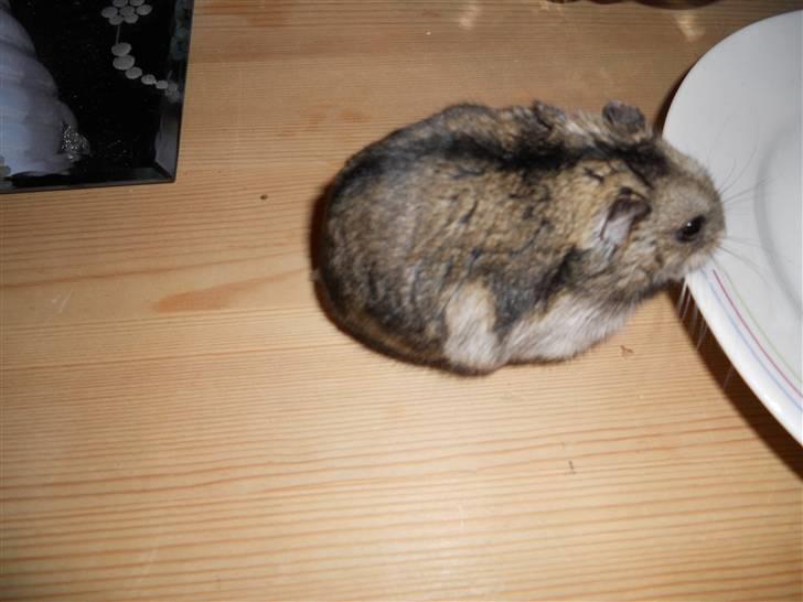 Dværghamster Striber<3 † R.I.P. † - :P billede 3