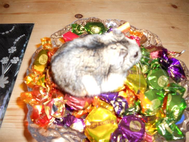 Dværghamster Striber<3 † R.I.P. † - Striber fik lige lyst til slik ! 8) billede 4