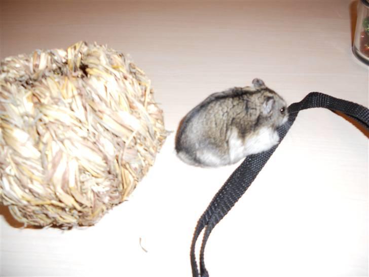 Dværghamster Striber<3 † R.I.P. † - Hvad er det?? 8D billede 5