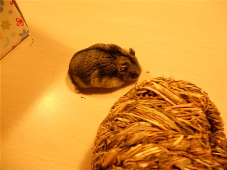 Dværghamster Striber<3 † R.I.P. † - På køkkenbordet :D' billede 6