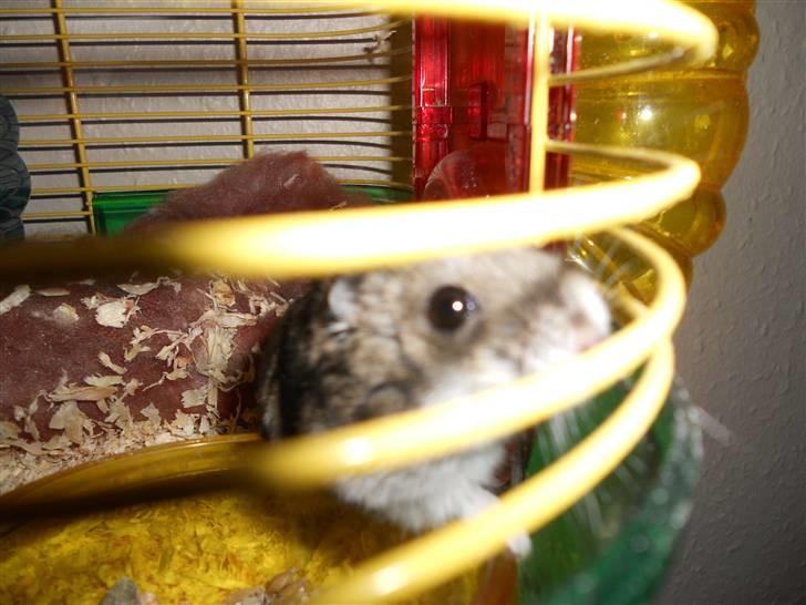 Dværghamster Striber<3 † R.I.P. † - Jeg er meget nysgerrig :P <33 billede 7