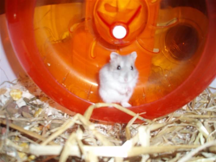 Dværghamster Misty billede 8