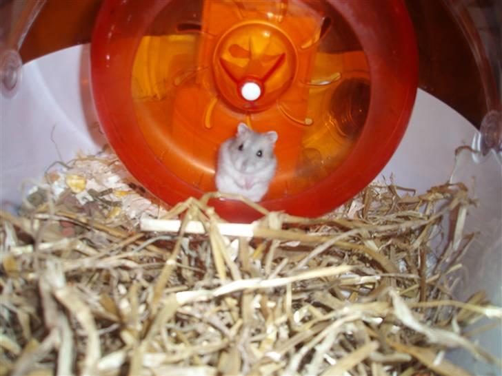 Dværghamster Misty billede 9