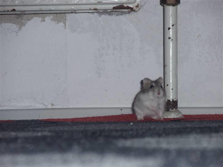 Dværghamster Misty billede 10