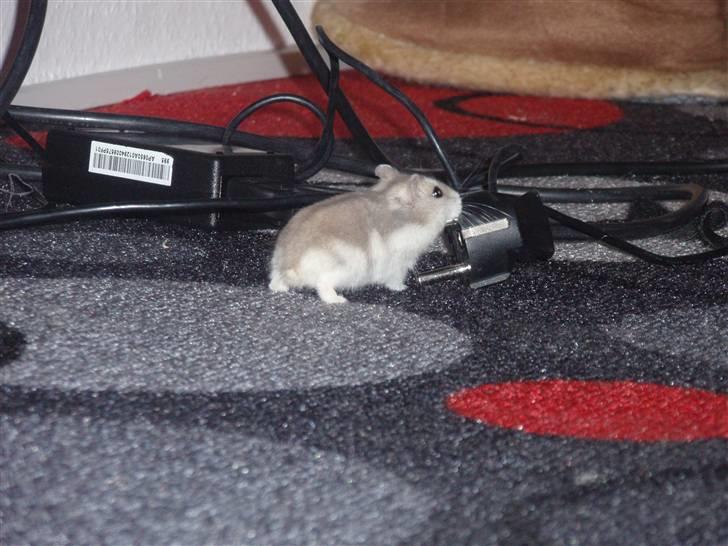 Dværghamster Misty billede 11