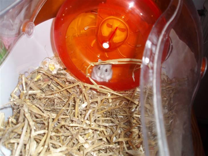 Dværghamster Misty billede 12