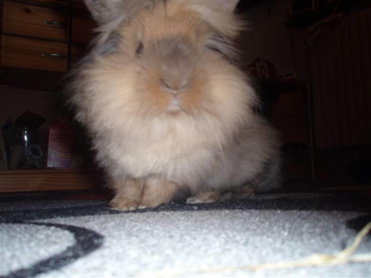 Kanin Malou billede 11