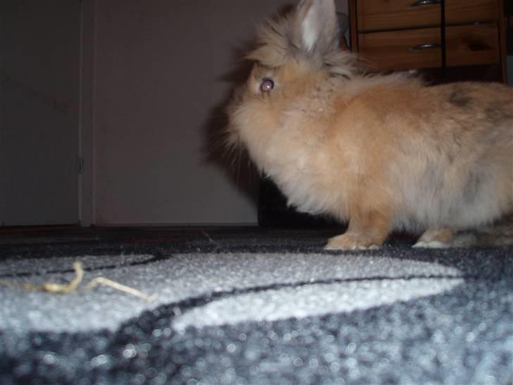 Kanin Malou billede 12