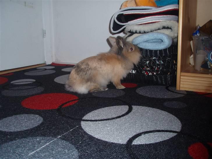 Kanin Malou billede 13