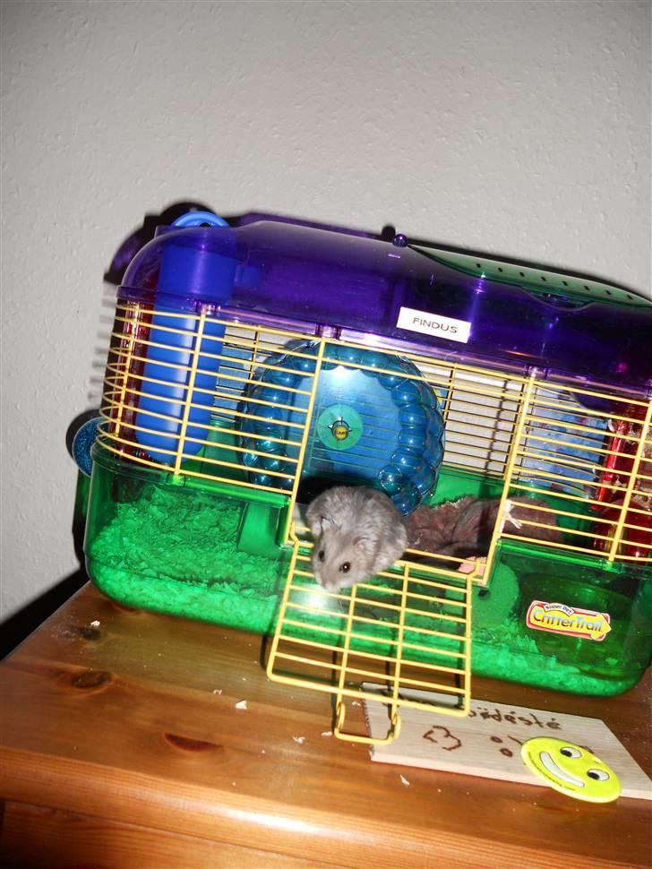 Dværghamster Findus<3 † R.I.P. † - Hjælp, Findus stikker af ! ;) hehe billede 6