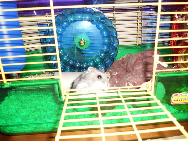 Dværghamster Findus<3 † R.I.P. † - Hvad kigger du på Findus ?? ;3 <3 billede 7