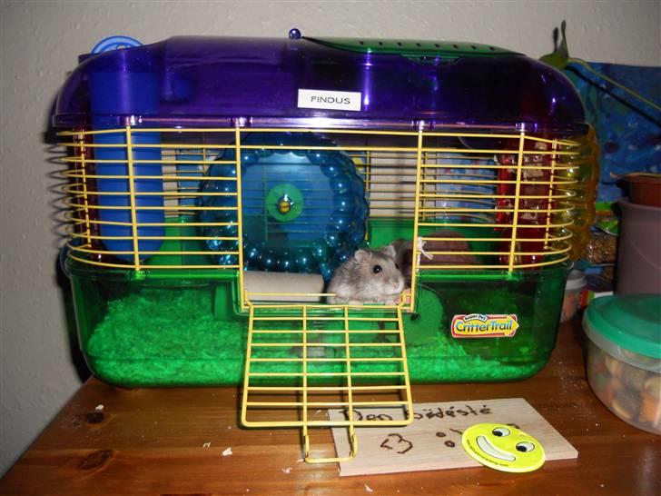 Dværghamster Findus<3 † R.I.P. † - Nurh, skattemand <33 C; billede 8