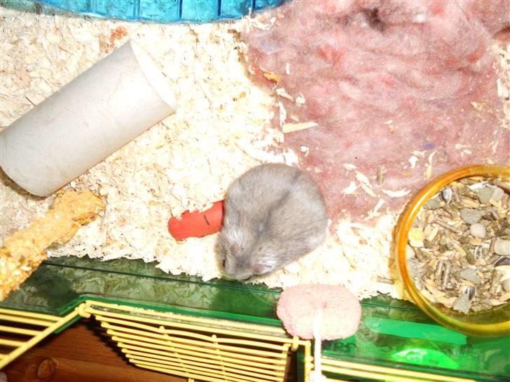 Dværghamster Findus<3 † R.I.P. † - Dusse fandt sig lige en guf ! ;P  billede 9