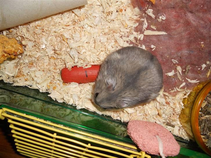 Dværghamster Findus<3 † R.I.P. † - Dusse spiser guf ;O <33 billede 10