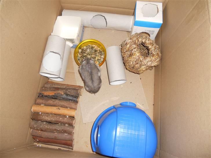 Dværghamster Findus<3 † R.I.P. † - Findus spiser i kassen :O billede 11