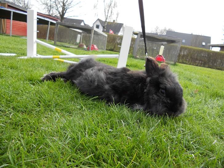 Kanin Fjumse - Min bedste ven †R.I.P.† - Baby, you light up my world like nobody else!♥♥♥ billede 7