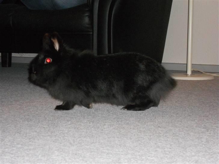 Kanin Fjumse - Min bedste ven †R.I.P.† - I stuen.♥ billede 8