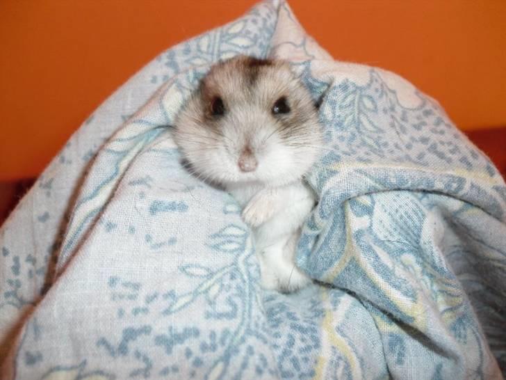 Dværghamster Pivsen billede 8