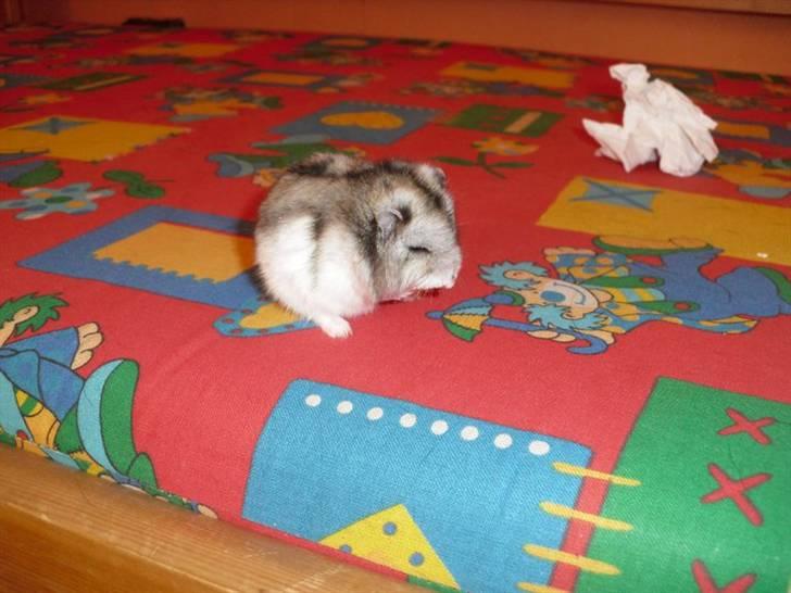 Dværghamster Pivsen billede 9